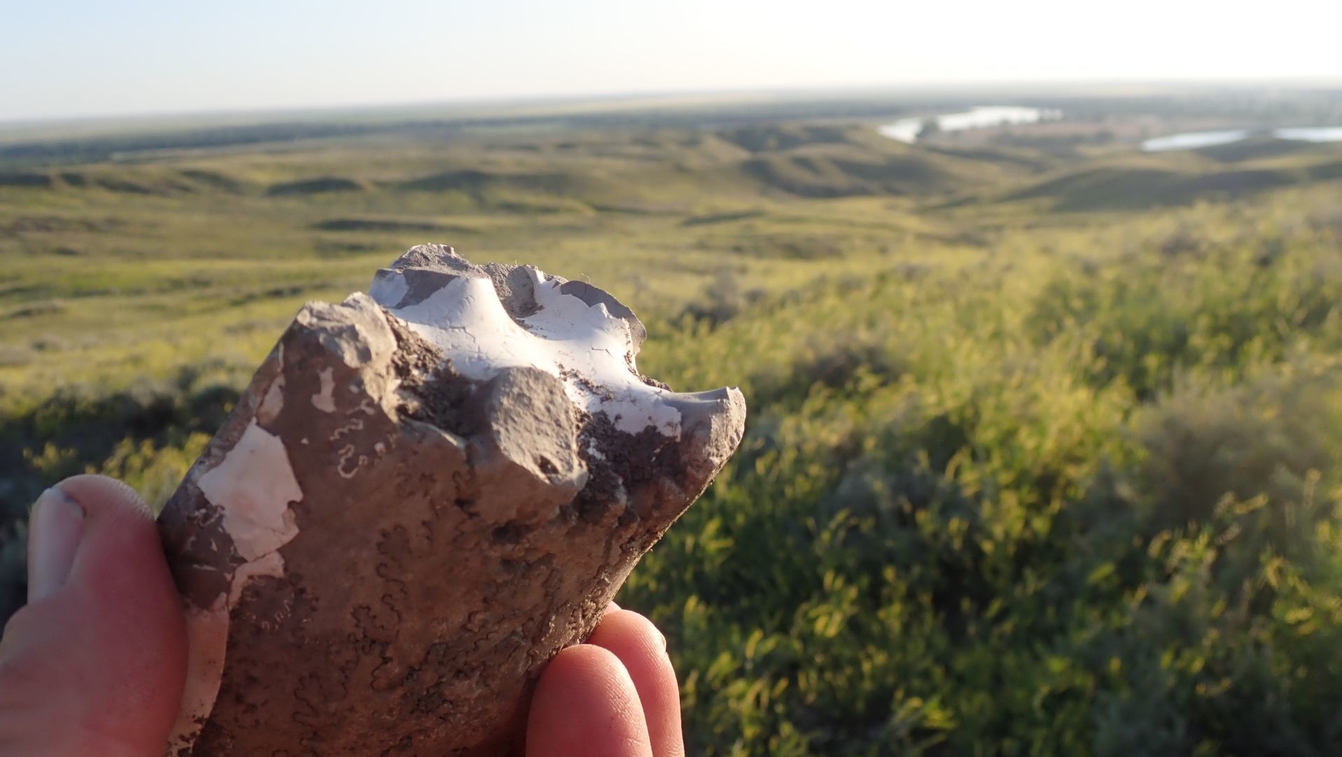 Fossils are common on in eastern Montana, this baculite was on BLM land which I named as “Pomme Blanche” on the proposed Big Muddy National Water Trail.